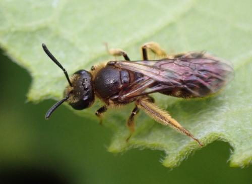 Réf. 320 593 : Lasioglossum sp.